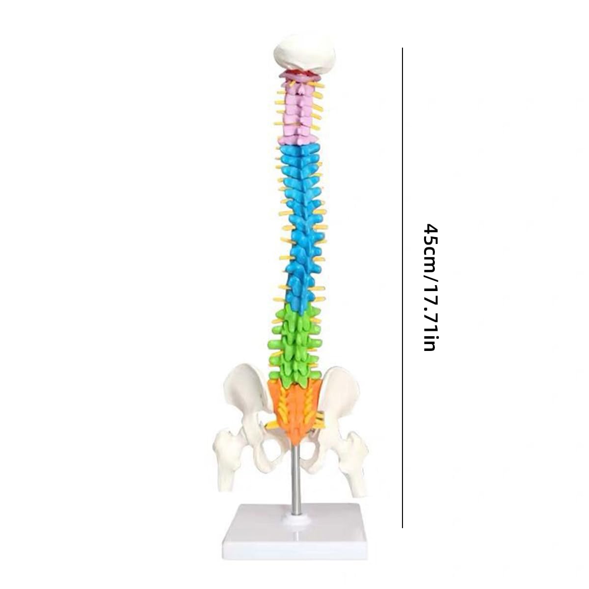 Amazon.co.jp: 人間の脊椎モデル 高精度 カラフル ミニ脊柱模型 約45cm