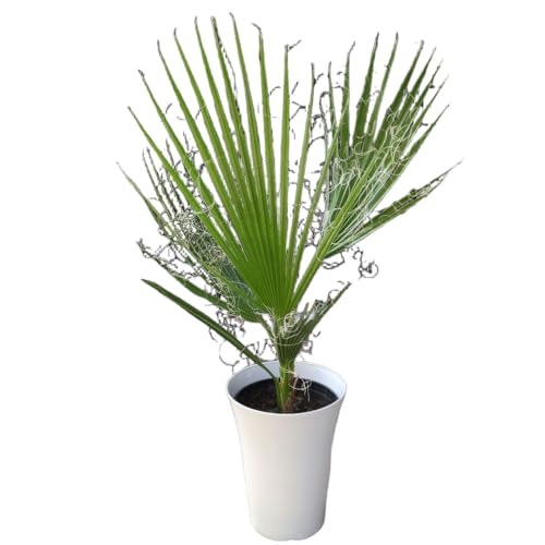 ワシントンヤシ」の人気商品一覧 | 安い商品を通販サイトから探す