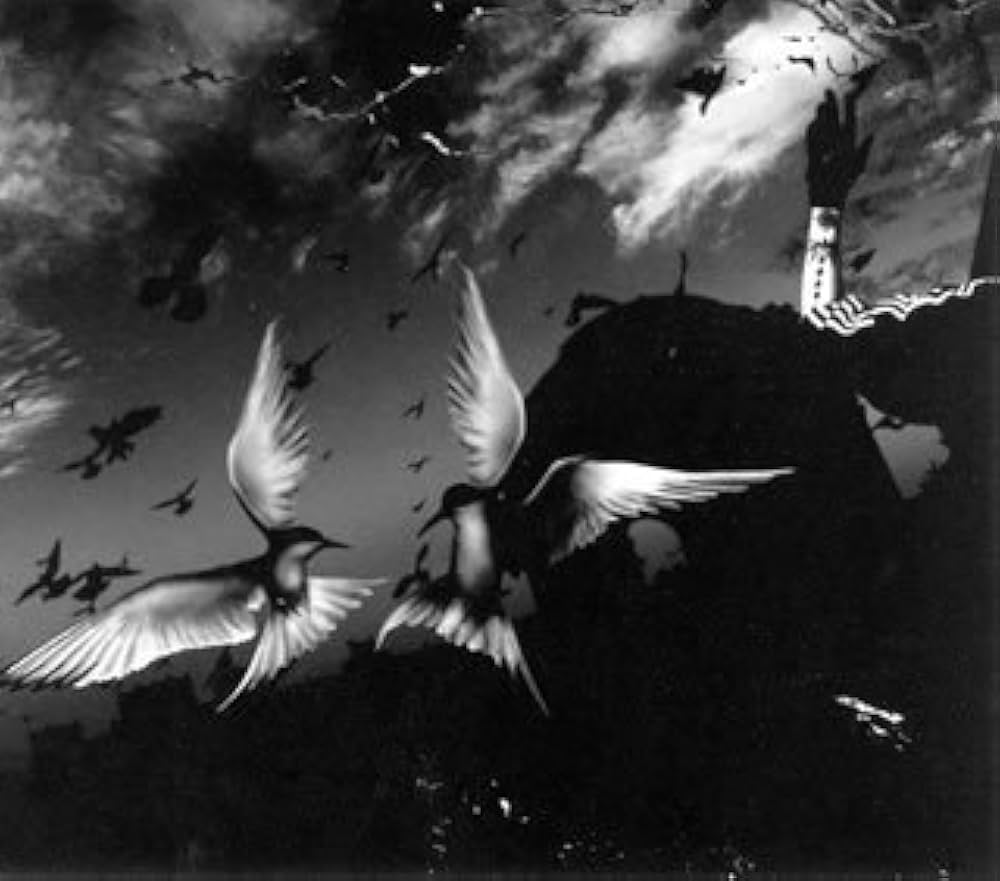 11点セット】PIERROT 帯付き 特典付きDVD ビデオ 限定Amazon.co.jp