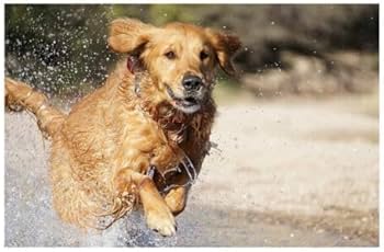 Amazon.co.jp: SONY 望遠ズームレンズ E 55-210mm F4.5-6.3 OSS ソニー