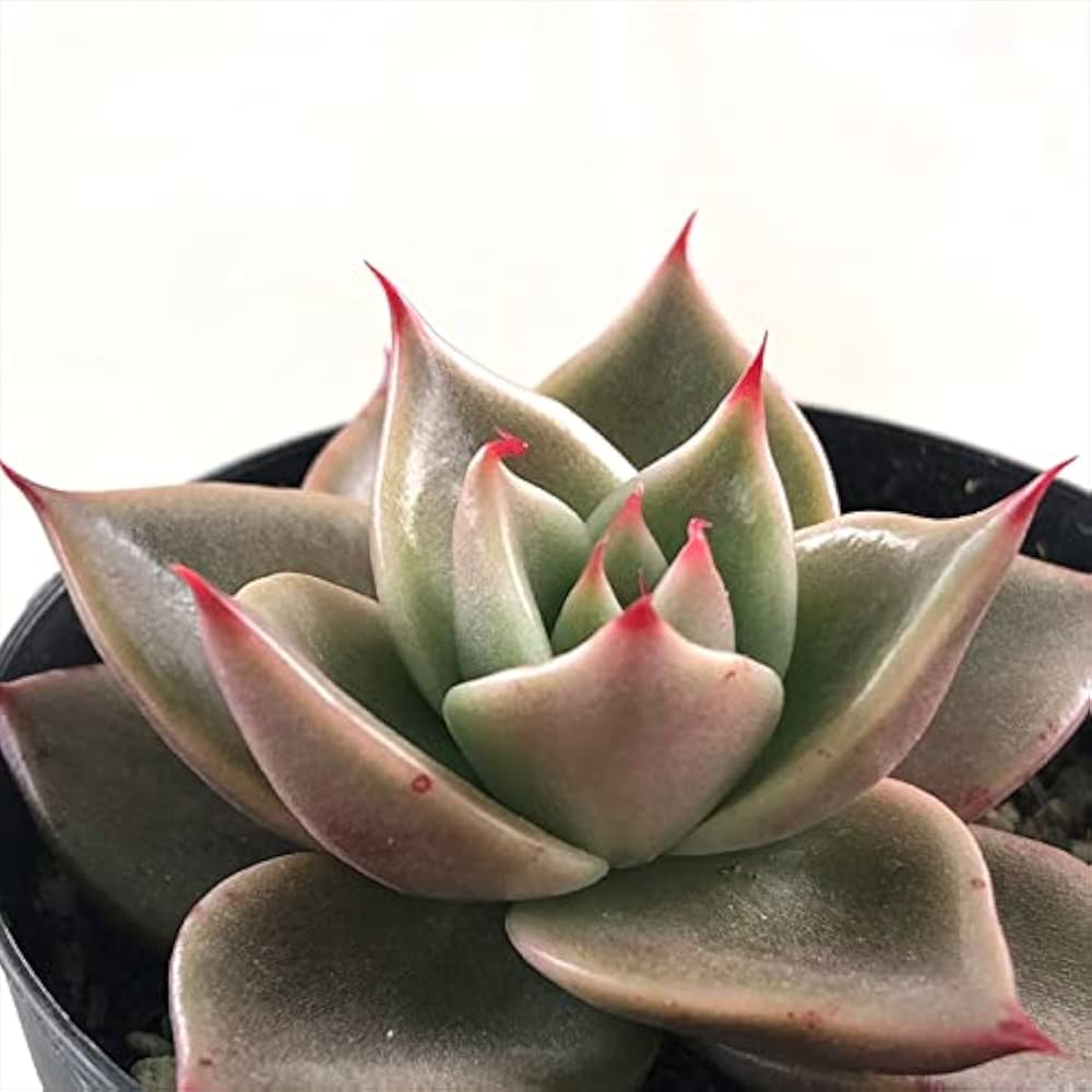 Amazon｜多肉植物 skエケベリア ジェイドスター 多肉植物 エケベリア