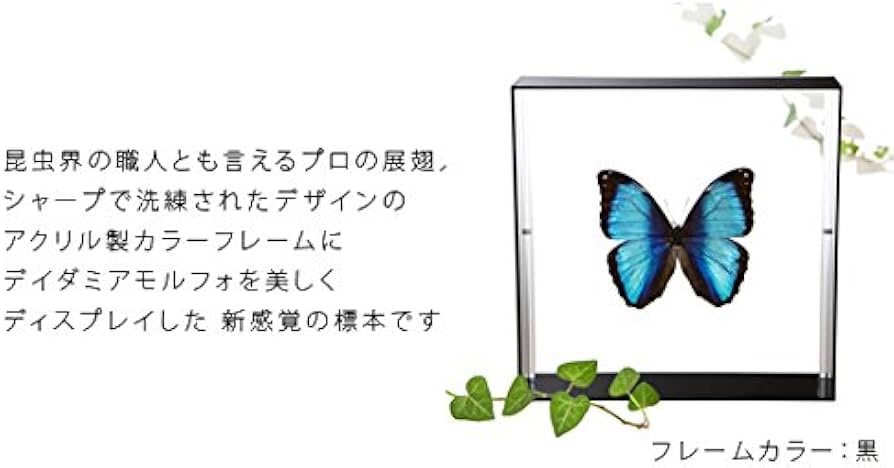 Amazon.co.jp: 蝶の標本 デイダミアモルフォ Morpho deidamia モルフォ