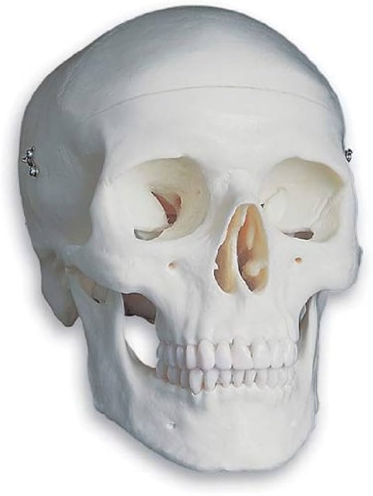Amazon | 3B社 頭蓋骨模型 頭蓋標準モデル (a20) | 3B社 | 人体模型