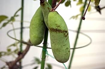 Amazon.co.jp: あけび 【五葉アケビ】 5号ポット苗 : DIY・工具・ガーデン