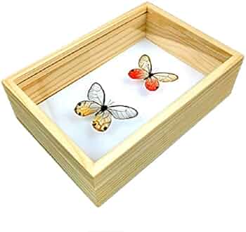Amazon.co.jp: 標本箱無垢材昆虫標本箱蝶標本箱ガラス面ポピュラー