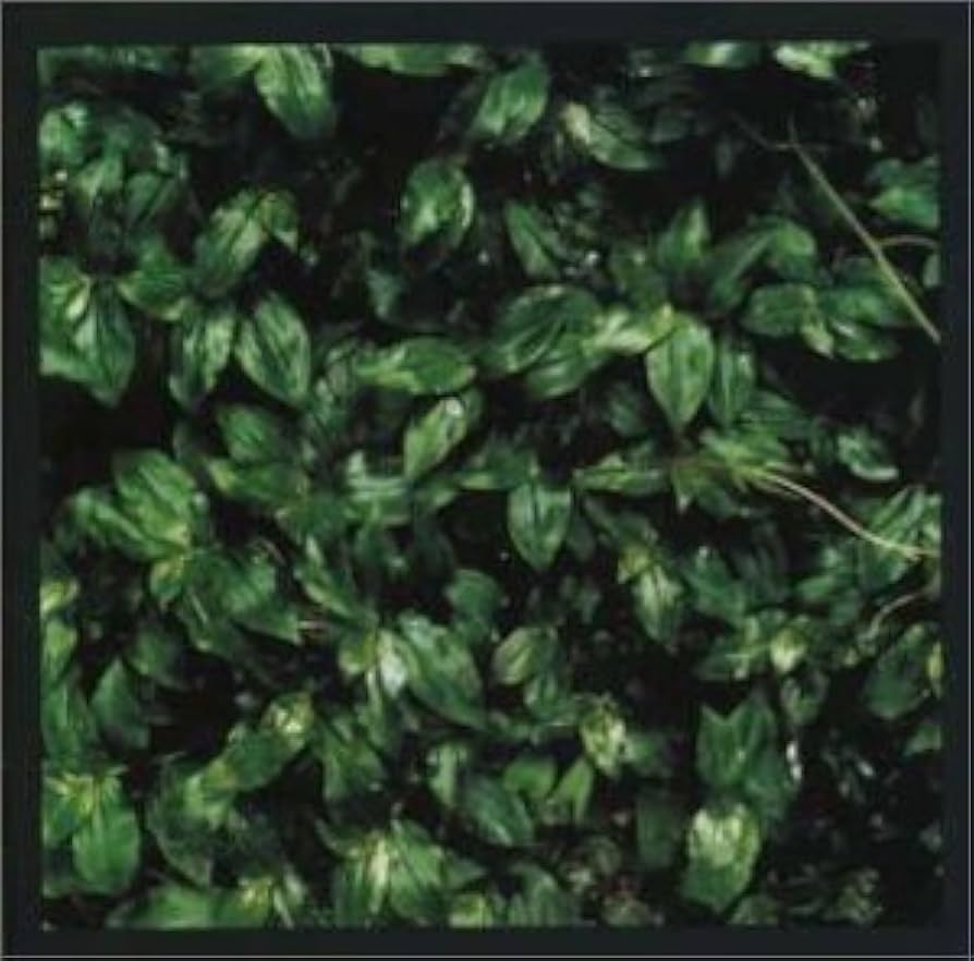 Amazon.co.jp: ココロに花を: ミュージック