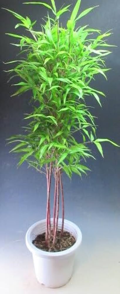 Amazon｜朱竹 ポット入り（657708）｜観葉植物 オンライン通販
