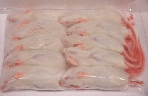 Amazon | 冷凍ホッパーマウス 10匹 | オリジナル | フード 通販