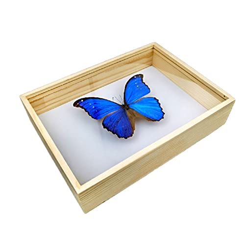 Amazon.co.jp: 標本箱無垢材昆虫標本箱蝶標本箱ガラス面ポピュラー
