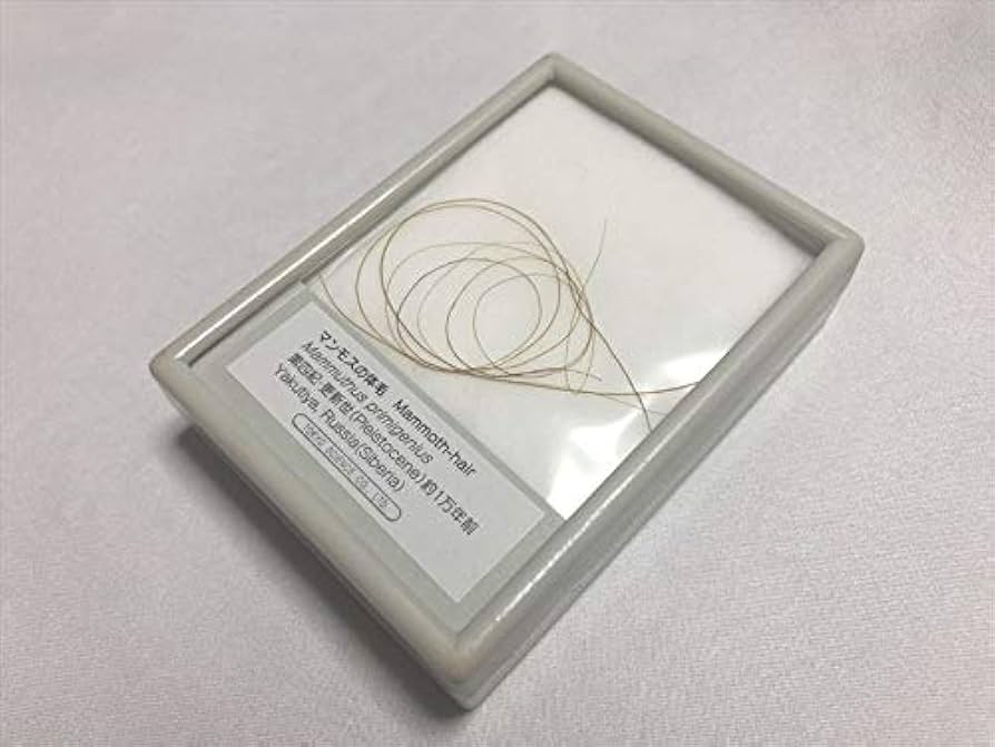 Amazon | マンモス 体毛 毛 本物 実物 マンモスの毛 マンモス展 氷河