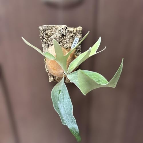 ビカクシダ」の人気商品一覧 | 安い商品を通販サイトから探す - 価格.com