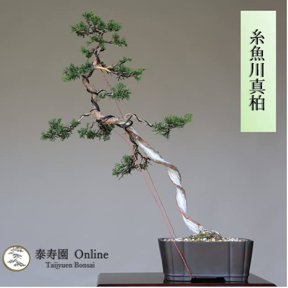 Amazon.co.jp: 糸魚川真柏 文人木 盆栽（捻転板幹）【泰寿園 Online