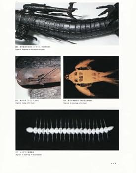 Amazon.co.jp: 別冊緑青 11 自在置物 JIZAI OKIMONO : 原田 一敏: 本