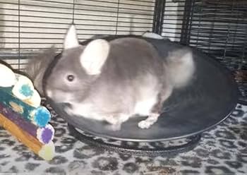 Amazon.co.jp: Exsotic トレッドミルホイール 直径36cm 床置き式の回し