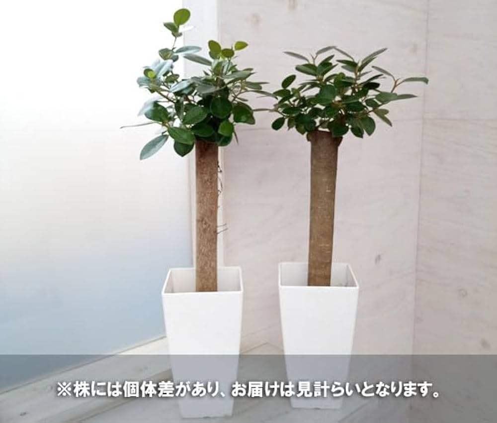 Amazon｜ガジュマル：パンダガジュマル 6号鉢植え*[かわいい植物