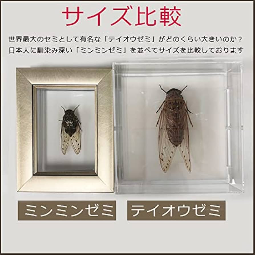 Amazon.co.jp: 蝉の標本 テイオウゼミ アクリルフレーム 透明 : ホーム