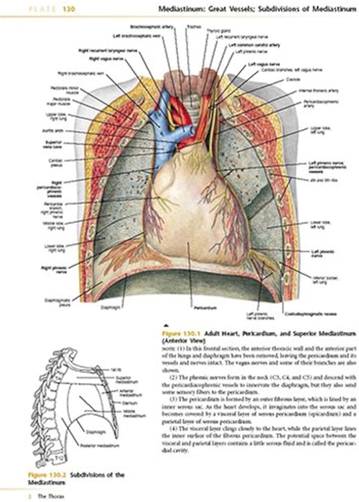 Anatomy: A Regional Atlas Of The Human Body: Clemente, Carmine D
