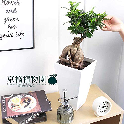 観葉植物 7号 ガジュマル」の人気商品一覧 | 安い商品を通販サイトから