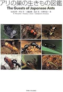 5115e4ikAWL._AC_UF350,