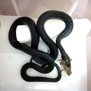 Amazon | 冷凍餌 10匹 餌用カエル ヌマガエル エサ用 急速冷凍 ヘビの