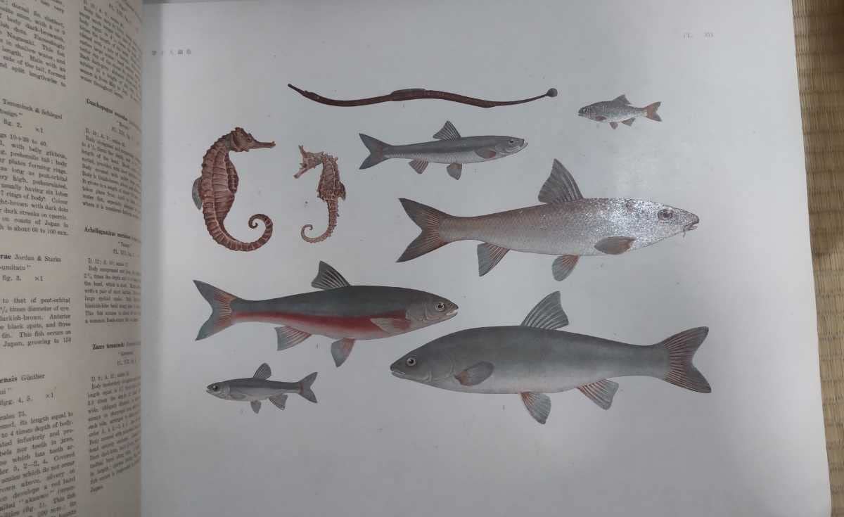 Amazon.co.jp: 日本水産動植物図集 大日本水産 伊藤熊太郎 大日本水産