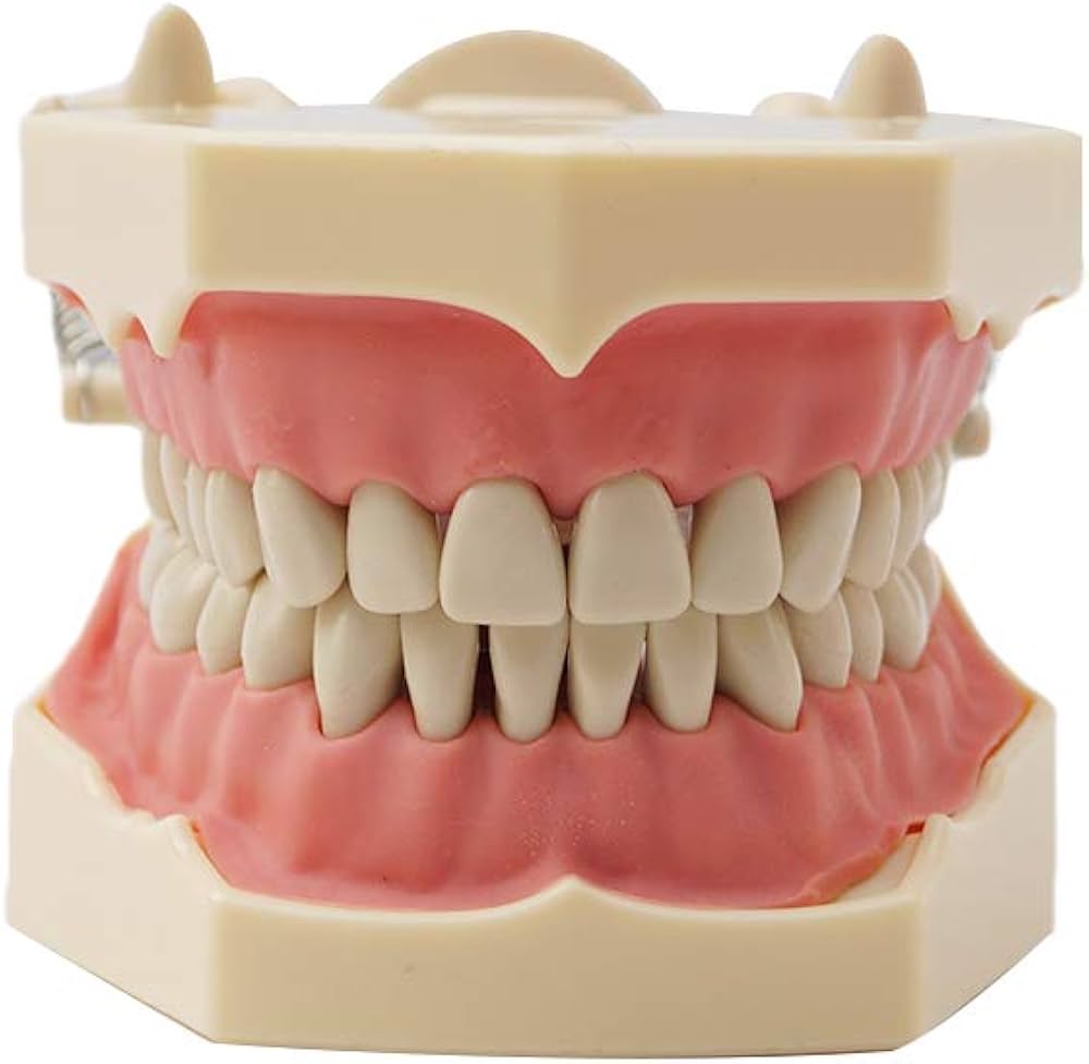 Amazon.com : Dental Nissin Typodont Teeth Model Removable Soft Gum