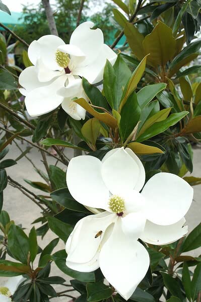 Amazon.co.jp: わい性タイサンボク 【リトルジェム】 接木ポット苗