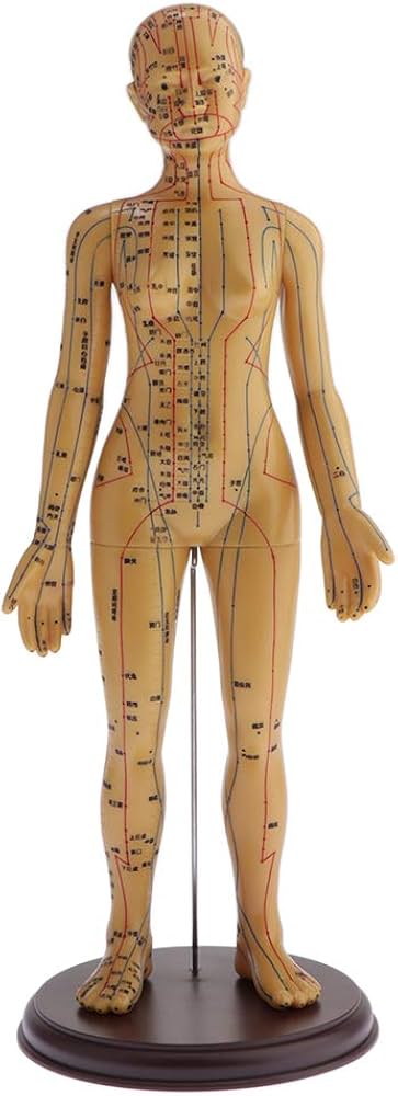 Amazon.co.jp: 人体模型 鍼 灸 経絡 経穴 模型 人形 鍼灸院