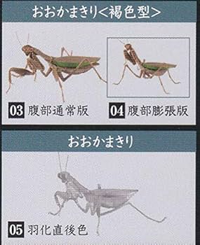 Amazon.co.jp: いきもの大図鑑 かまきり 褐色2種＋羽化型 3種set