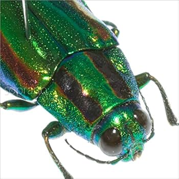 Amazon.co.jp: 虫の標本 タマムシ ライトフレーム メタリック調