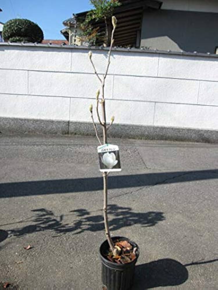 Amazon.co.jp: ハクモレン 白木蓮苗 : DIY・工具・ガーデン