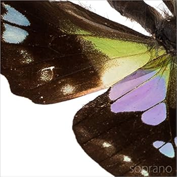 Amazon.co.jp: 蝶の標本 ミイロタイマイ G.weiskei アゲハチョウ