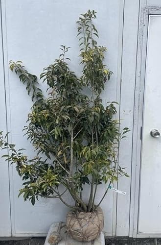 ソヨゴ 雄」の人気商品一覧 | 安い商品を通販サイトから探す - 価格.com