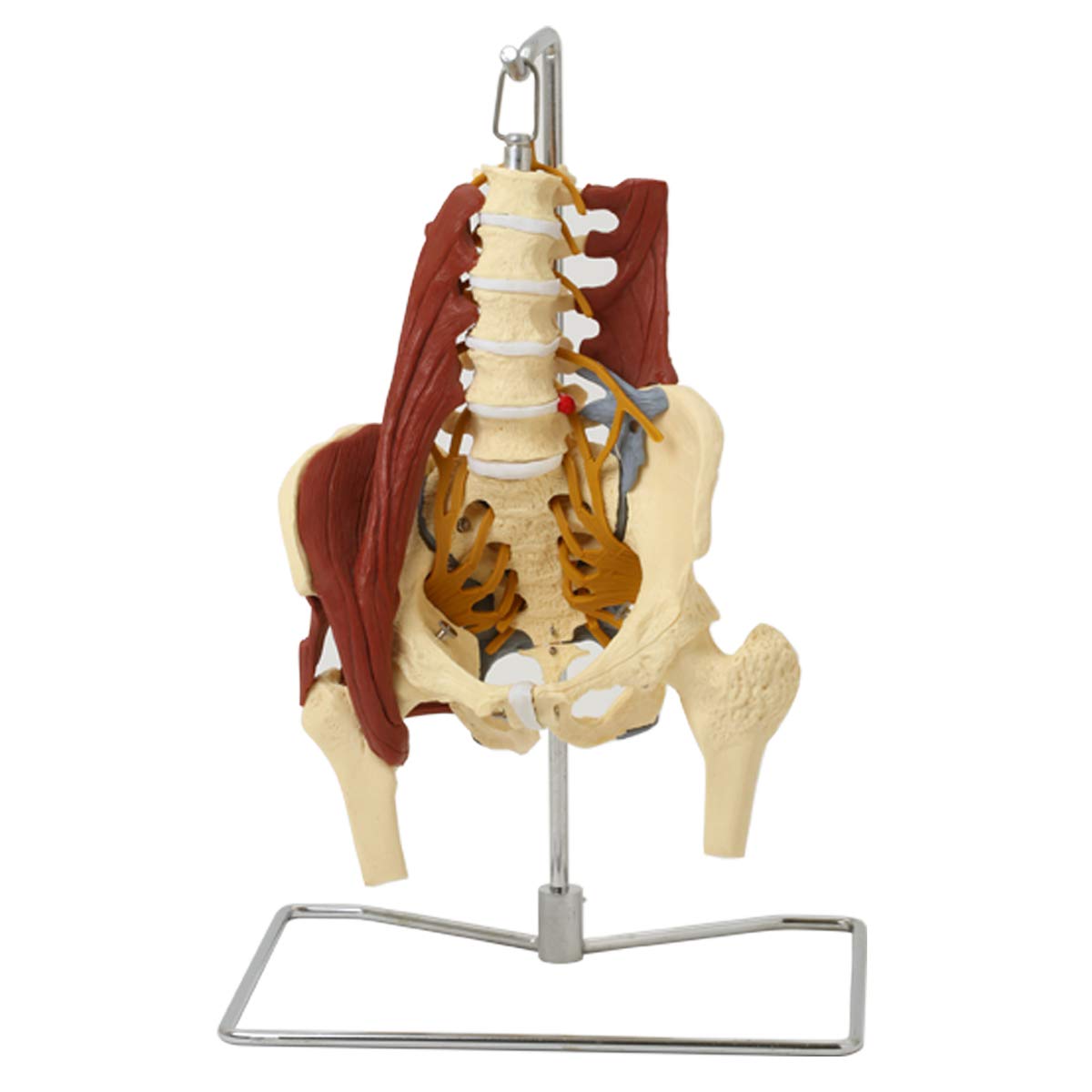 Amazon.co.jp: 7ウェルネ 骨盤模型 人体模型 (主要筋・靭帯・神経付