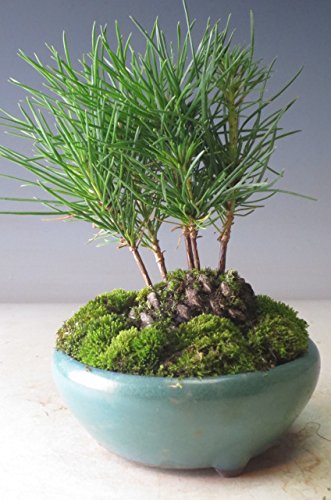 Amazon.co.jp: ミニ盆栽 黒松の寄せ植え(松ぼっくり付き） : DIY・工具