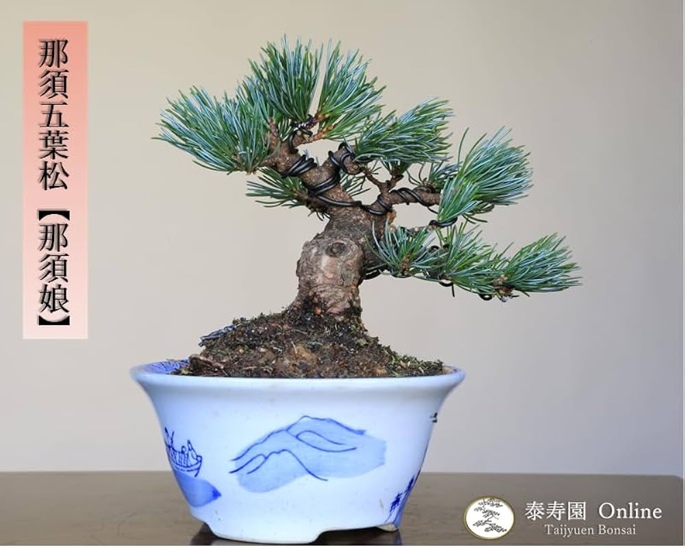 Amazon.co.jp: 那須五葉松 八房品種『那須娘』ミニ盆栽【泰寿園 Online