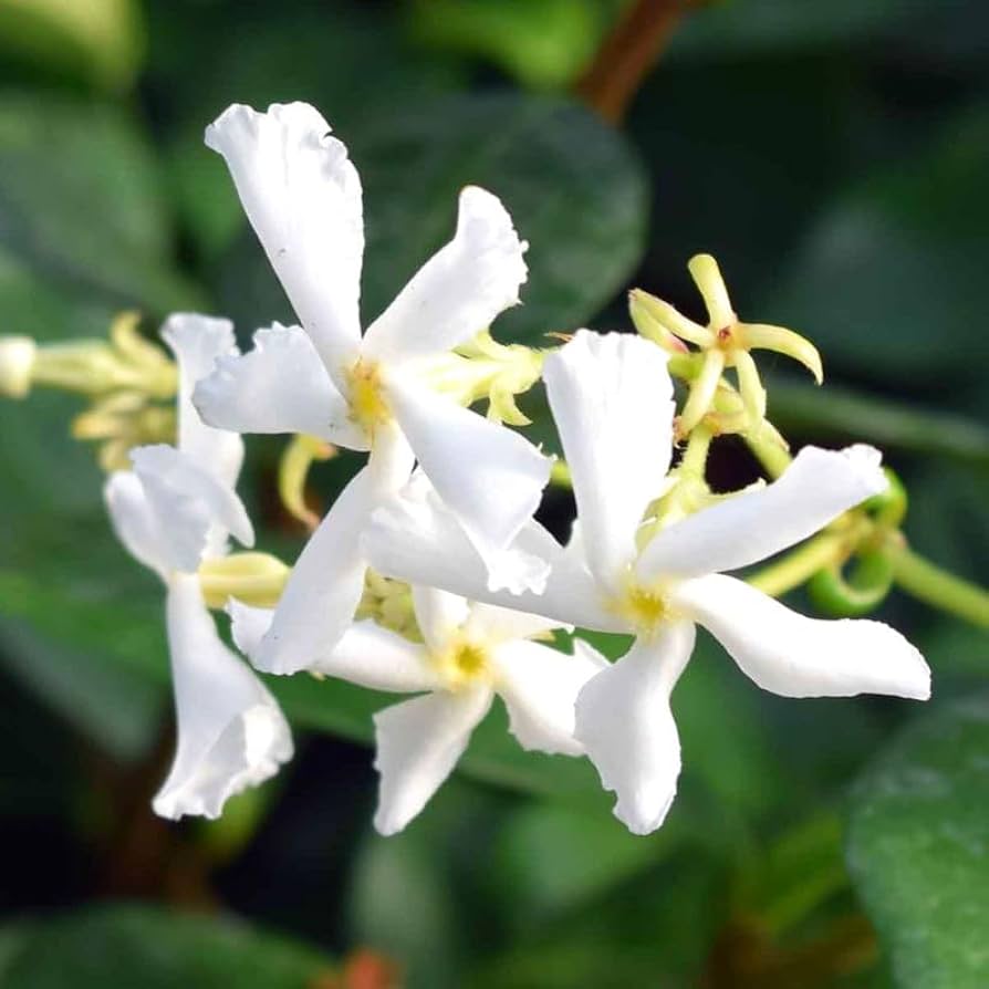 Amazon.com : 2 Jasmine Plants Live, Climbing Jasmine Flower Plant