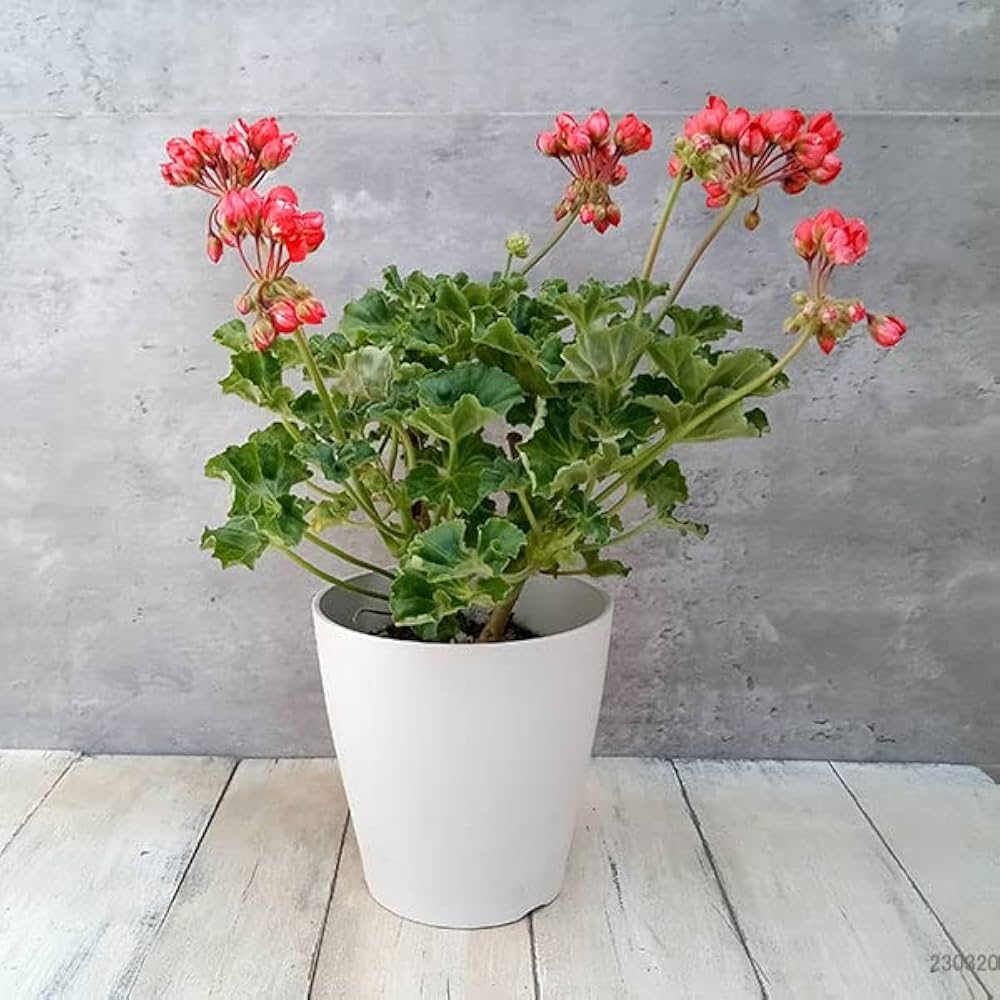 Amazon.co.jp: ゼラニウム（チューリップ咲き）：コニー5号鉢植え