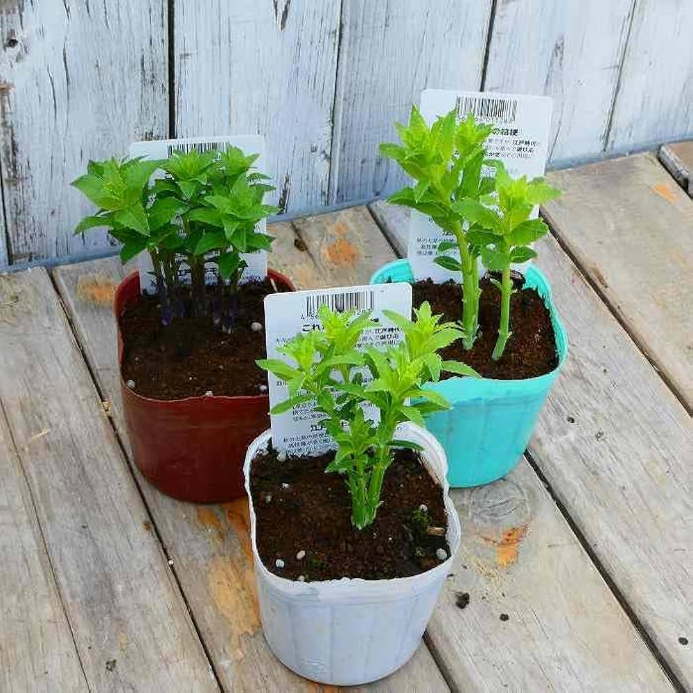 Amazon.co.jp: 桔梗 苗 二重咲き 紫花 3号 キキョウ 山野草 宿根草