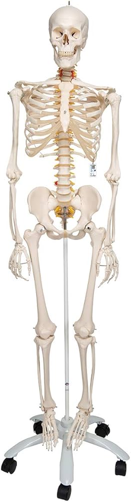 Amazon.co.jp: 脊柱を自由に動かせる全身骨格模型，フレッド・骨格