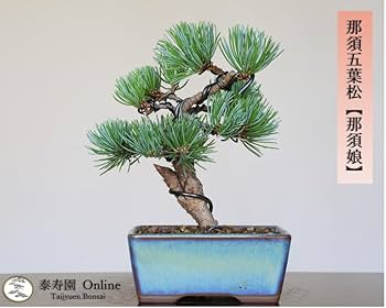 51WQr7ftVWL._AC_UF350,