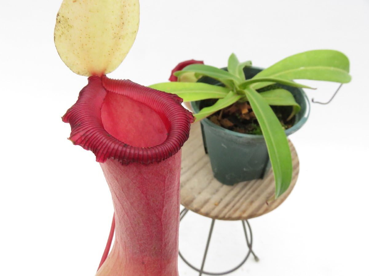 Amazon.co.jp: N.ventricosa Quezon,Luzon 201902 YFK2 3号現品限り