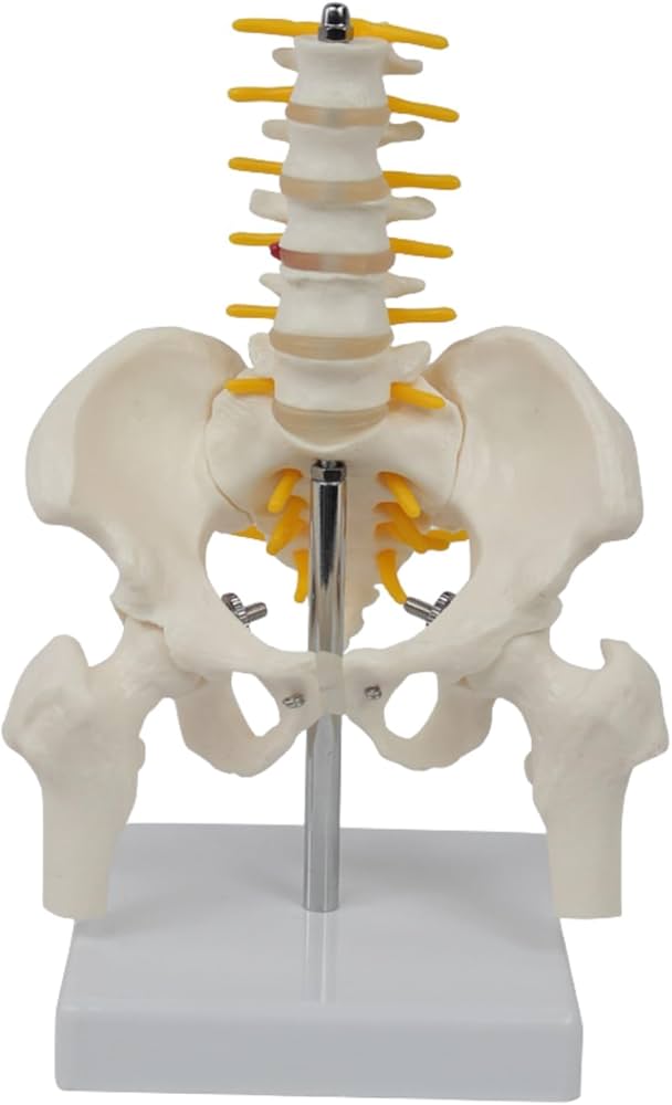 Amazon.co.jp: YHXSMYGS(ヨンシンガス) 骨盤腰椎模型 実物大 人体模型