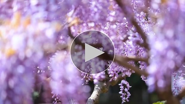 Amazon.com : Pack 3 Purple Wisteria Live Plants, 6 to 12 Inches