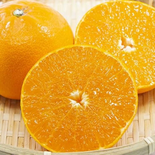 甘平 10kg」の人気商品一覧 | 安い商品を通販サイトから探す - 価格.com