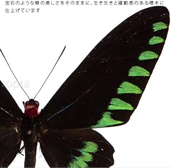 51CINvxUbtL._AC_UF350,