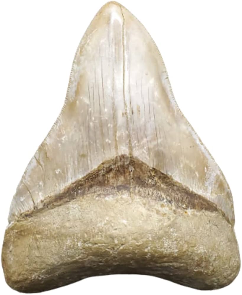Amazon | 【化石専門店 LOLO】極上 メガロドン 歯 化石 本物
