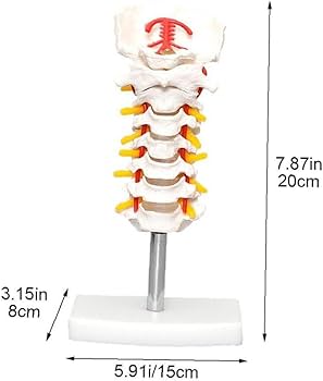 Amazon.co.jp: 人間の頸椎モデル 人体頚椎模型 7節 頚椎脳幹模型 教育