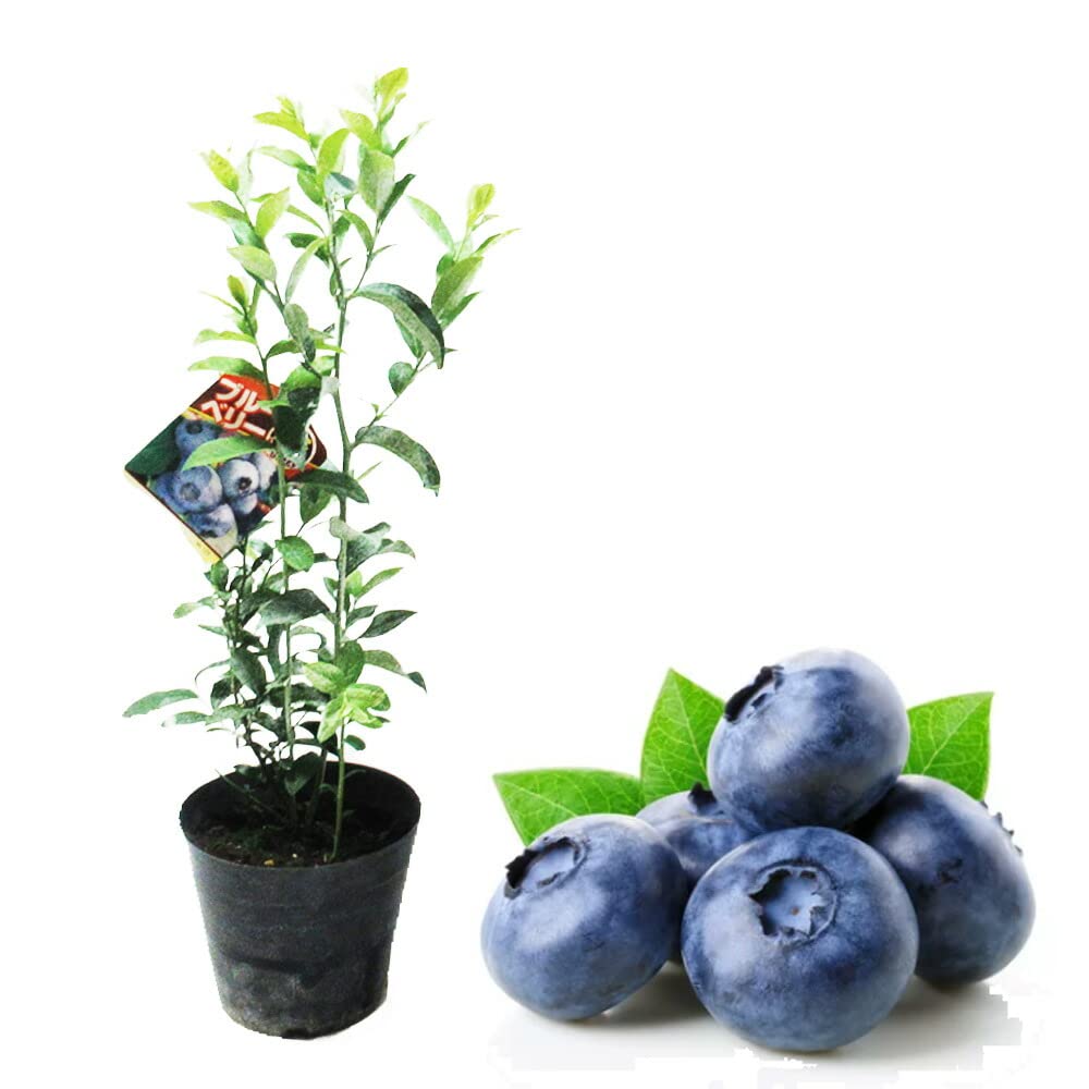 Amazon.co.jp: 【 選べる 】サザンハイブッシュ系 ブルーベリー
