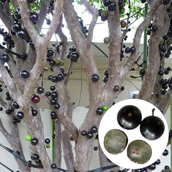 Amazon.co.jp: ジャボチカバ苗 (四季なり種) 実生苗（1鉢）（結実経験